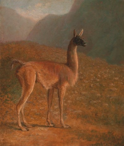 Guanaco door Jacques Laurent Agasse
