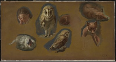 Studies van een Vos, een Kerkuil, een Pauwhen en een Jongemanshoofd door Jacques Laurent Agasse