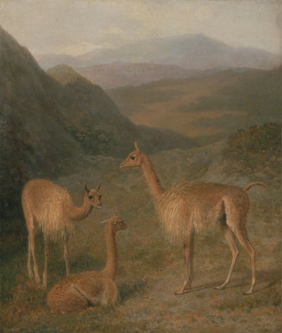 Vicuñas door Jacques Laurent Agasse