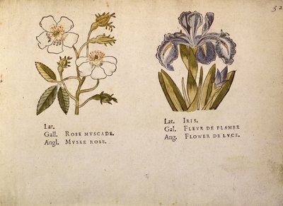 Roos en Iris, uit La Clef des Champs door Jacques Le Moyne