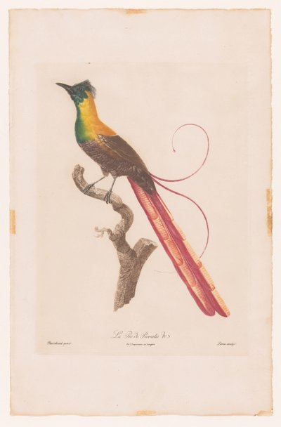 Paradijsvogel op een tak door Jacques Louis Perée