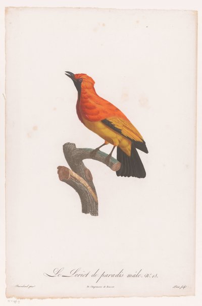Zwartmaskerprieelvogel op een tak door Jacques Louis Perée