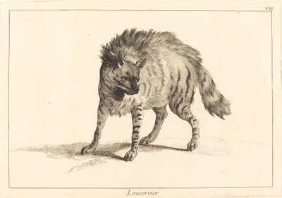 Loucervier (Hyena) door Jacques Philippe Le Bas and Jean Eric Rehn after Jean Baptiste Oudry