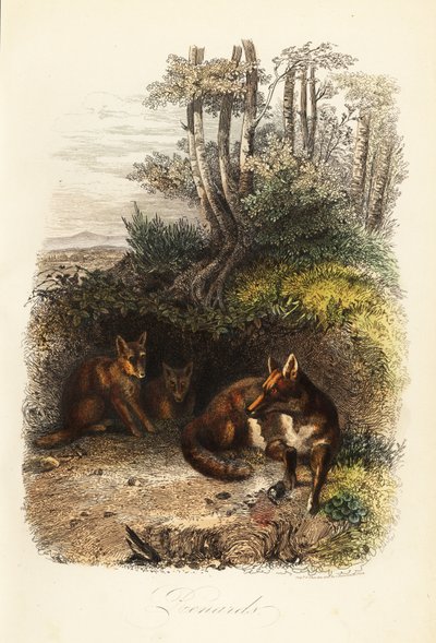 Familie van rode vossen, Vulpes vulpes, buiten een hol door Jacques Raymond (after) Brascassat