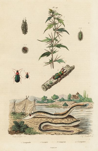 Zeelamprei en kevers door Jacques Reyne Isidore Acarie Baron