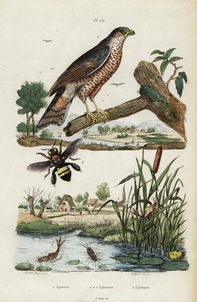 Sperwer, eendagsvlieg en bij, 1834-1839 (gravure) door Jacques Reyne Isidore Acarie Baron
