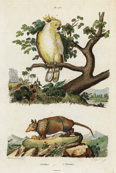 Geelkuifkaketoe en gordeldier door Jacques Reyne Isidore Acarie Baron