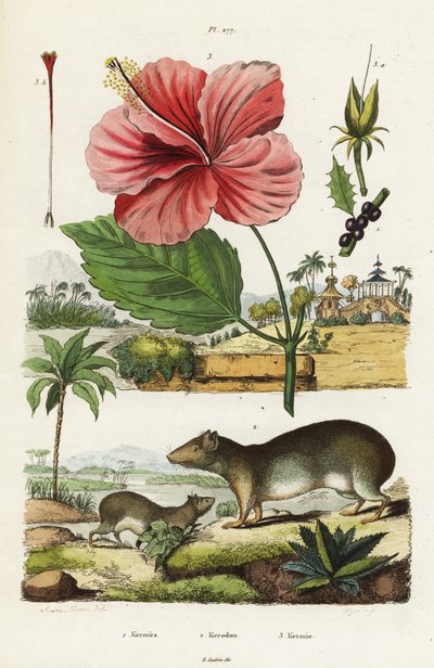 Rots cavia en Chinese hibiscus door Jacques Reyne Isidore Acarie Baron