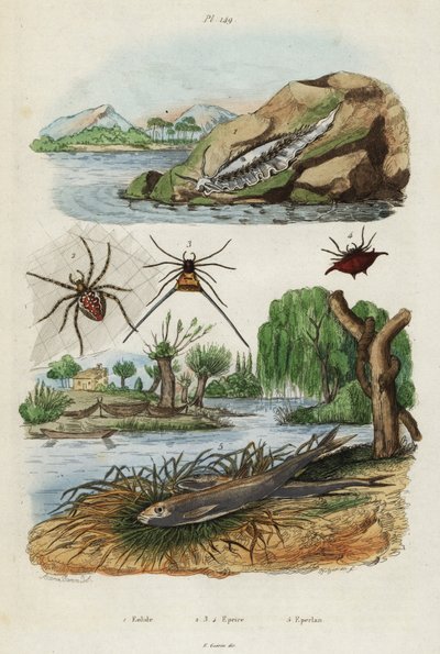 Zeenaaktslak, tuinsprinkhaan en Europese spiering (gravure) door Jacques Reyne Isidore Acarie Baron