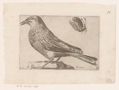 Spreeuw (Sturnus vulgaris) door Jacques de Fornazeris