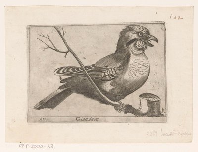 Vlaamse Gaai (Garrulus glandarius) door Jacques de Fornazeris