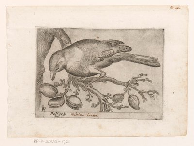 Vogel door Jacques de Fornazeris