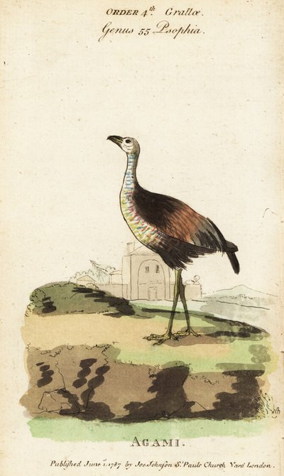Agami reiger, Agamia agami door Jacques de Seve