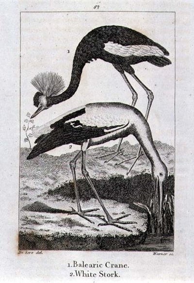Balearische Kraanvogel en Witte Ooievaar, uit 