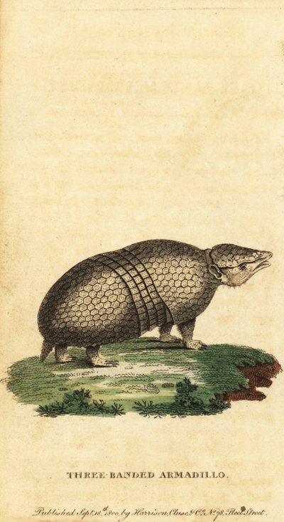 Braziliaanse driebandgordeldier, Tolypeutes tricinctus, 1800 (gravure) door Jacques de Seve