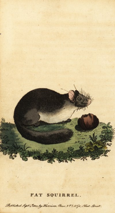 Hazelmuis of vetmuis, Glis glis, 1800 (gravure) door Jacques de Seve