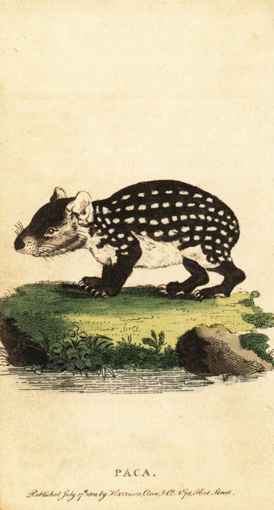 Laagland paca of gevlekte paca, Cuniculus paca door Jacques de Seve