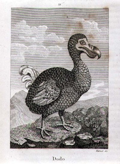 De Dodo, uit 