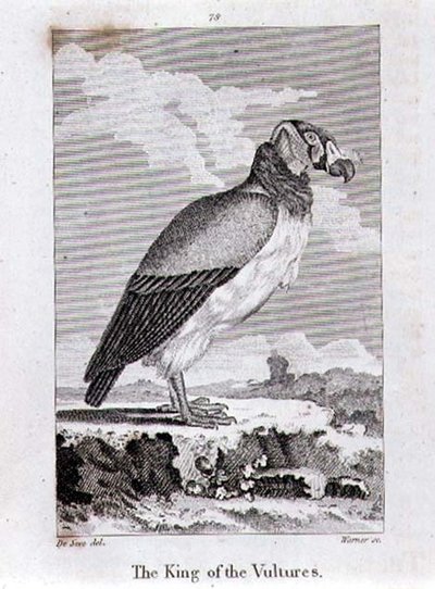 De Koning van de Gieren, uit 