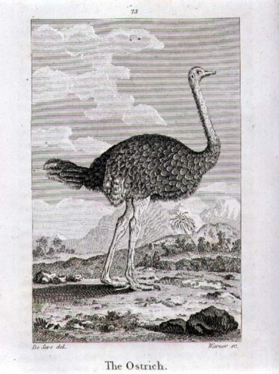 De Struisvogel, uit 