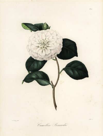 Camellia japonica variëteit, Camellia bonardii of Camellia bonnardii door Jakob (after) Jung