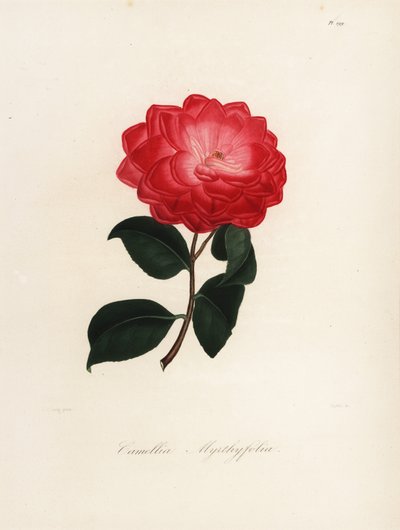 Camellia japonica variëteit, Camellia myrthyfolia door Jakob (after) Jung