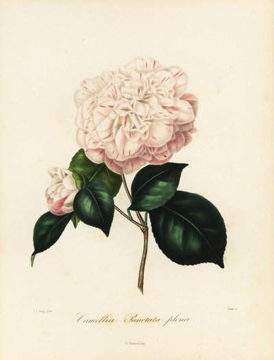 Camellia japonica variëteit, Camellia punctata plena door Jakob (after) Jung