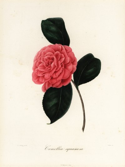 Camellia japonica variëteit, Camellia squamosa of Camellia squammosa door Jakob (after) Jung