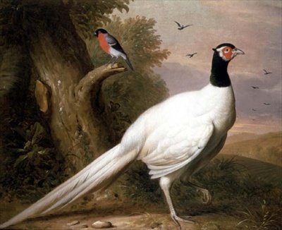 Een Witte Fazant in een Landschap door Jakob Bogdani or Bogdany