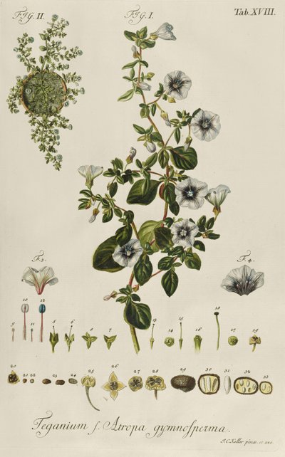 Windekruid: Teganium f. Atropa gymnosperma uit "Plantae Rariores" door Jakob Christoph Keller