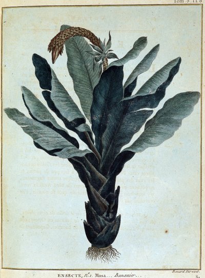 Banaan (uit Journey to Nubia and Abyssinia) door James Bruce
