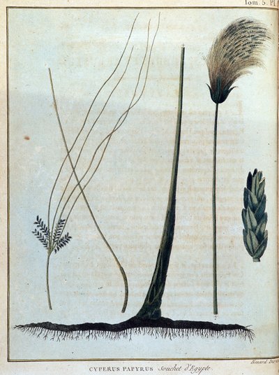 Cyperus papyrus, stam van Egypte - in 