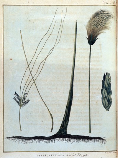 Cyperus papyrus, stam van Egypte - in 