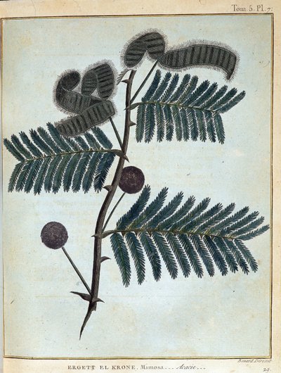 Ergett el Krone, mimosa - acacia - in "Reis naar Nubië en Abessinië ondernomen om de bronnen van de Nijl te ontdekken tijdens de jaren 1768 tot 1772", door James Bruce, deel 1, Parijs door James Bruce