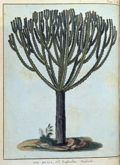 Kol-quall (Kol quall), euphorbia (cactus) - in "Reis naar Nubië en Abessinië ondernomen om de bronnen van de Nijl te ontdekken tijdens de jaren 1768 tot 1772", door James Bruce, deel 1, Parijs door James Bruce