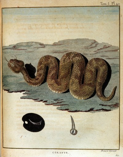 Slang - in "Reis naar Nubië en Abessinië ondernomen om de bronnen van de Nijl te ontdekken tijdens de jaren 1768 tot 1772", door James Bruce, Parijs door James Bruce