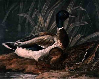 Wilde eenden, plaat 5 van British Feather Game, gegraveerd door Charles Turner, uitgegeven door R. Ackermann, ca. 1810 (mezzotint gravure) door James (after) Barenger