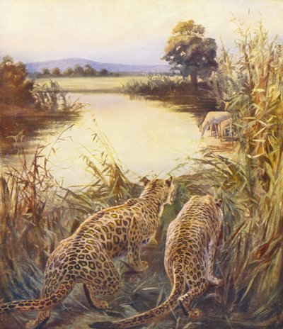 Heilig Land: Luipaarden in 