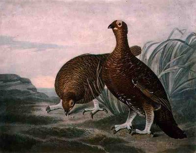Rode Patrijs, plaat 8 van British Feather Game, gegraveerd door Charles Turner, uitgegeven door R. Ackermann, ca. 1810 door James (after) Sillett
