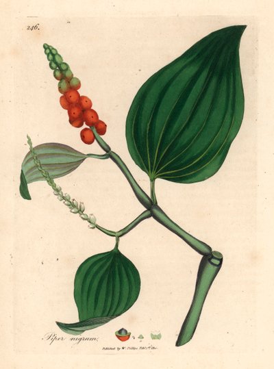 Zwarte peper, Piper nigrum, uit een botanische illustratie door James Sowerby uit William Woodville en Sir William Jackson Hooker