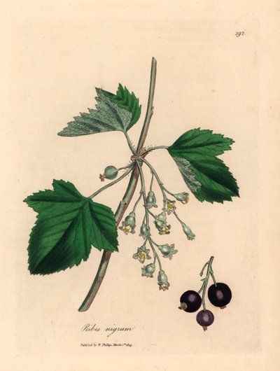 Zwarte bes, Ribes nigrum, uit een botanische illustratie van James Sowerby uit William Woodville en Sir William Jackson Hooker
