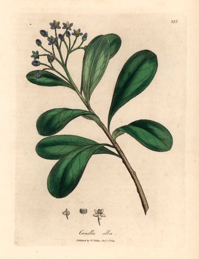 Blauw bloeiende, laurierbladige canella, Canella alba, Canella winterana, uit een botanische illustratie door James Sowerby uit William Woodville en Sir William Jackson Hooker
