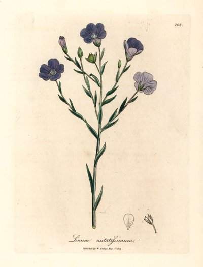 Blauw bloeiende vlas, Linum usitatissimum, uit een botanische illustratie door James Sowerby uit William Woodville en Sir William Jackson Hooker
