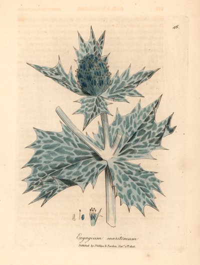 Blauwe bloeiende zeehulst of eryngo, Eryngium maritinum, uit een botanische illustratie door James Sowerby uit William Woodville en Sir William Jackson Hooker