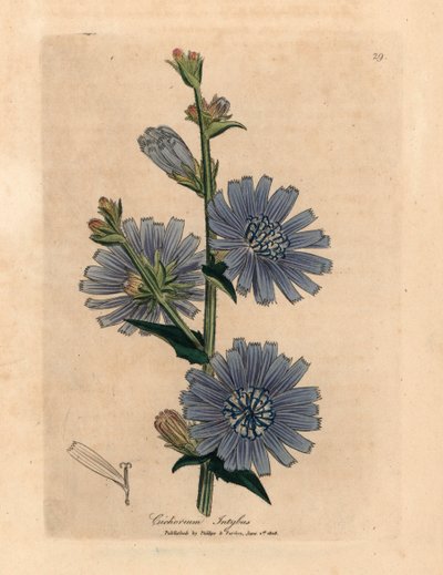 Blauwe bloeiende wilde cichorei of witlof, Cichorium intybus, uit een botanische illustratie van James Sowerby uit William Woodville en Sir William Jackson Hooker