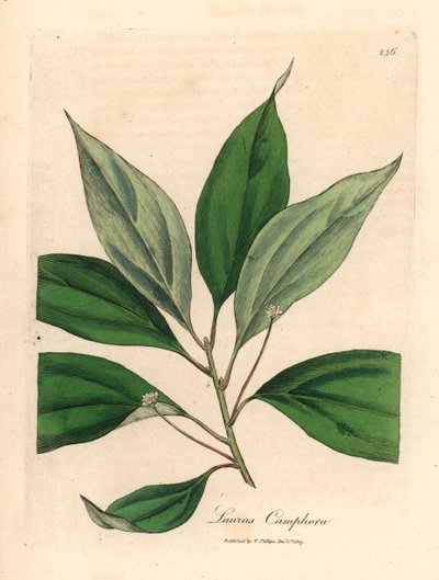 Kamferboom, Laurus camphora, uit een botanische illustratie van James Sowerby uit William Woodville en Sir William Jackson Hooker