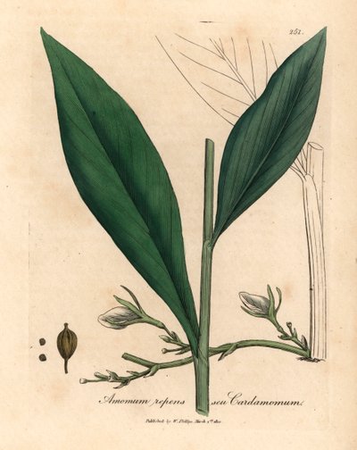Kardemom, Elettaria cardamomum, uit een botanische illustratie door James Sowerby uit William Woodville en Sir William Jackson Hooker