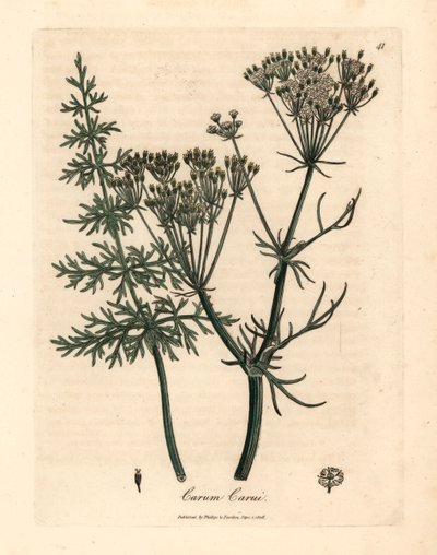 Karwij, Carum carui, uit een botanische illustratie door James Sowerby uit William Woodville en Sir William Jackson Hooker