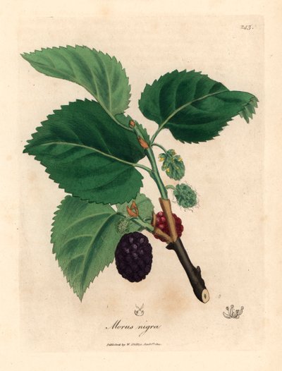 Zwarte moerbeiboom, Morus nigra, uit een botanische illustratie van James Sowerby uit William Woodville en Sir William Jackson Hooker