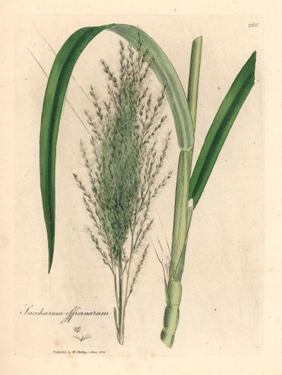 Gewone suikerriet, Saccharum officinarum, uit een botanische illustratie door James Sowerby uit William Woodville en Sir William Jackson Hooker